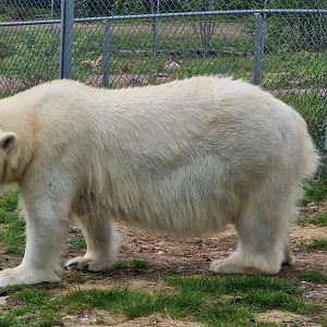 Polar Bear