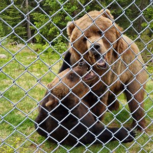 Kodiak Bear playing with European Brown Bear