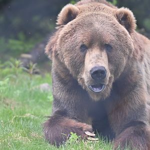 The last Kodiak bear in Europe, Takoka