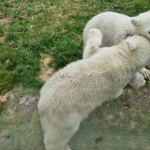 Polar Bear Cubs