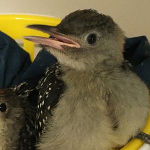 Red-Bellied Woodpecker (Melanerpes carolinus)