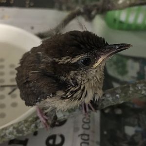 Carolina Wren (Thryothorus ludovicianus)