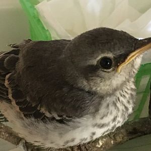 Northern Mockingbird (Mimus polyglottos)
