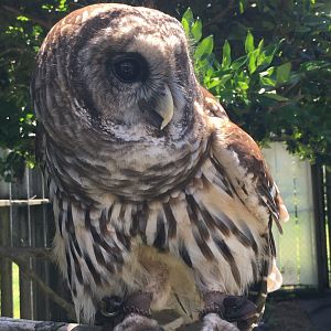 Barred Owl (Strix varia)