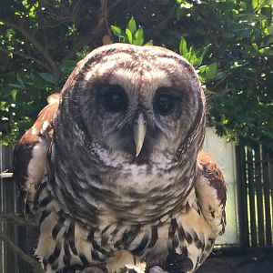 Barred Owl (Strix varia)