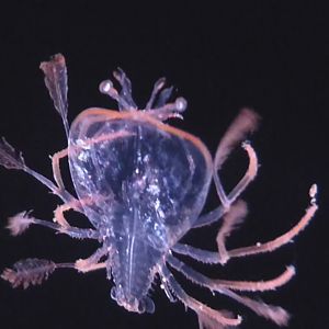 phyllosoma (larval lobsters)