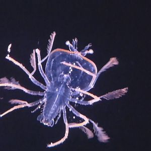 phyllosoma (larval lobsters)