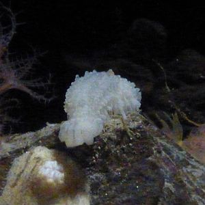 Glowing sea cucumber