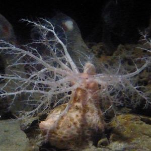 Psolus/armored sea cucumber