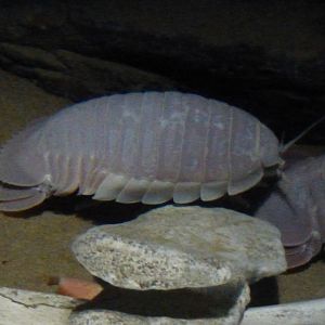 Giant isopod