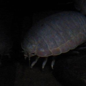 Giant isopod
