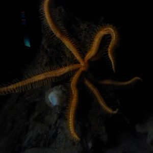 Fire star/ brisingid