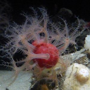 Mushroom soft coral
