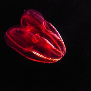 Bloody belly comb jelly