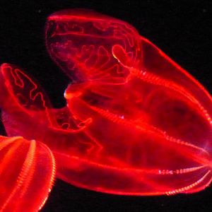 Bloody belly comb jelly