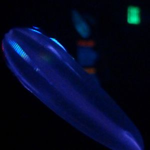 Anyssal comb jelly