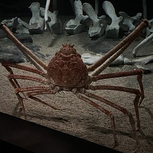 Japanese giant spider crab