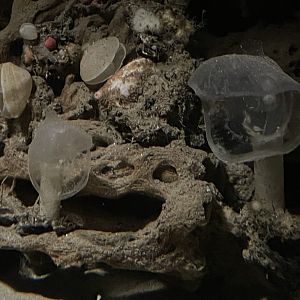 Predatory tunicates and unsigned brachiopods