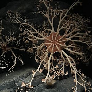 Basket star