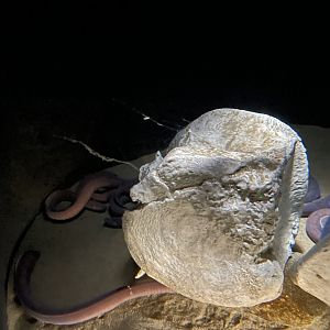 Pacific hagfish tank