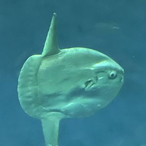 Ocean sunfish
