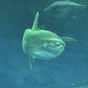 Ocean sunfish
