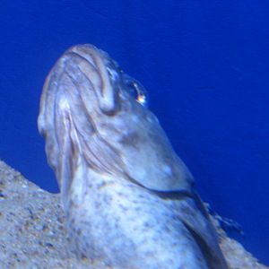 Spotted cusk eel