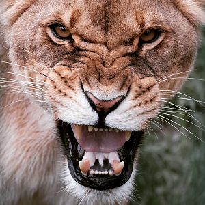 Lioness / Gradina Zoologica Pitești