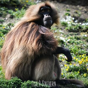 gelada