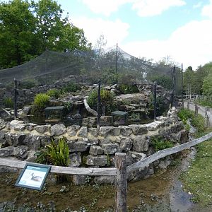 Black-necked grebe waterfall aviary