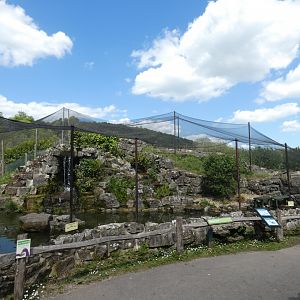 African white-backed duck and Black-necked grebe waterfall aviary