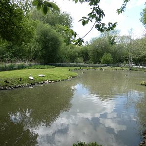 Trumpeter swan enclosure