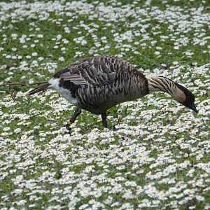 Hawaiian goose