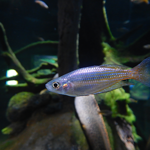 Eastern Rainbowfish