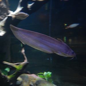 Neosilurus ater/hyrtlii?