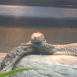 Mangrove Monitor - looking very relaxed!