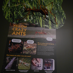 Yellow Crazy Ant Display