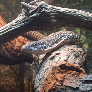 Mangrove Monitor juvenile