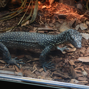Mangrove Monitor juvenile