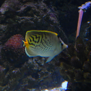Hybrid Butterflyfish - Chaetodon pelewensis X Chaetodon punctatofasciatus
