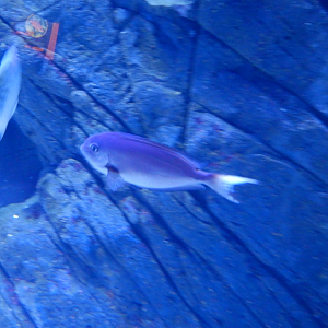 Surgeonfish ID?