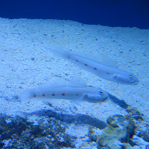 Goby ID?