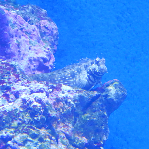 Jewelled Blenny