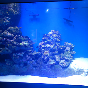 New Exhibit - Inshore Reefs