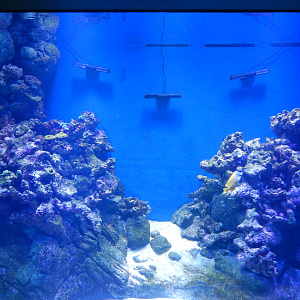 New Exhibit - Offshore Reefs