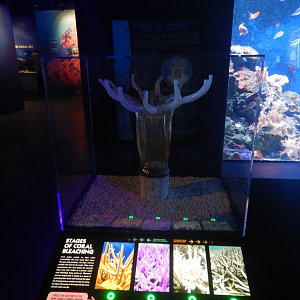 Coral Polyp Display
