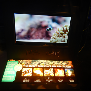 Sounds of the Reef Display