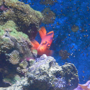 Flame Hawkfish
