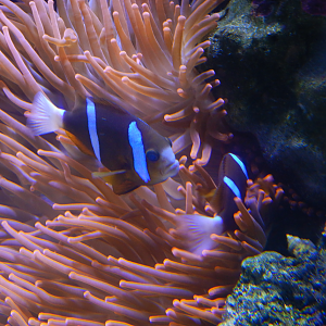 Barrier Reef Anemonefish