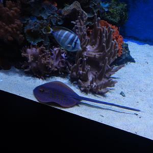 Bluespotted Lagoon Ray juvenile